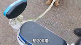 农村狗市：被狗贩勒着脖子吊起来，毫无还手之力，叫都不叫一声！