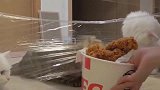 在猫咪面前吃炸鸡，馋猫们在隐形墙前各显神通