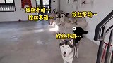二哈：夺回我转移的爱！狗子高冷 铲屎官只好转移了爱，二哈急了