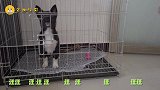 养小奶狗，有个问题始终解决不了，最后主人只能用这方法