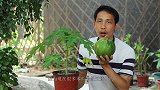 阳台种再多的花，也不能少这种瓜，120天就能吃上大果实