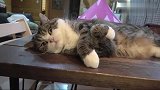 猫咪我现在心情非常不好，不要打扰我，不然后果很严重
