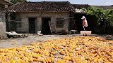 农村大姐家的金毛狗被困在蓄水池里瑟瑟发抖，看狗主人怎么拯救它