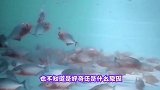 将剧毒蝎子饿6天，到崩溃边缘时扔去一只面包虫，它会怎么样呢