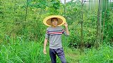 柏川父子试验分别用化肥和牛粪来种皇竹草，这效果差别真的太大了