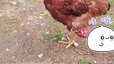 家里鸡一只腿断了