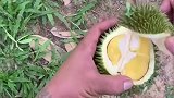 花二十块钱盲开榴莲，小伙赚了