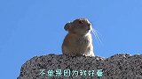 水星被称为“创纪录的行星”，到底是什么原因？