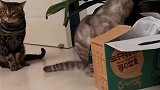 猫：兄弟快过来，这箱子里有好吃的！