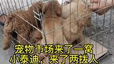 宠物市场200的泰迪长什么样子