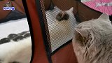小公猫受伤后再次看到小奶猫，态度大转变，像变了只猫一样