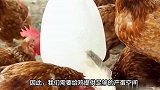 养鸡养蛋的常见问题，如何有效预防鸡吃蛋？
