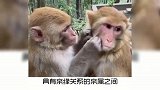 宠物冷知识：猫咪喜欢被撸吗？奇怪的知识又增加了