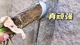 居然扎了这么深，太顽强了