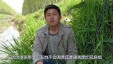 七星漂不调漂钓鱼，连杆都是大板鲫，太过瘾了