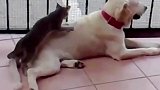 小狗狗趴在地上休息，小猫咪在给它按摩，太可爱了啊！