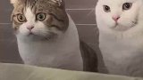 这个猫有种清澈的愚蠢，这也太可爱了吧