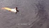 男子发现水面有异样，走近一看不得了，镜头拍下了这罕见的画面