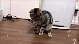第一次见到那么多泡泡的猫咪，一脸好奇：泡泡掉在地上不见了