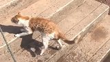 小猫游泳上岸之后抖动前后腿抖水太可爱了！