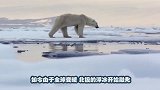离开北极已久的小北极熊，给了它一盆冰块后，立马欢快地打起滚来
