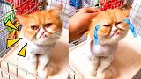 这只长人脸的猫也太丑了吧