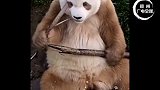 棕色大熊猫“七仔”将和大家见面国宝熊猫