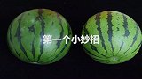 夏天快到了，教你一招轻松分辨西瓜的生熟