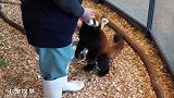 看见饲养员的小熊猫，屁颠屁颠的跑来：今天带苹果了吗