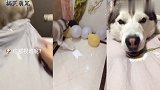 二哈叫女主起床,女主不但不领情还伸中指鄙视它,下一秒忍住别笑