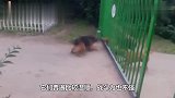 狗子挑衅大老虎,竟然一口咬住老虎尾巴,镜头记录全过程