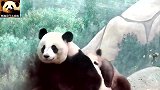 熊猫妈妈想静静，可淘气儿子圆梦一直在背后捣乱，真不省心