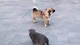 狗狗想偷袭小猫咪，但每次都差点被发现，无奈只能坐地挠痒痒