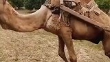 这么瘦的骆驼拖这么重的货物