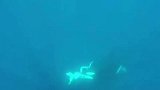 弱肉强食锤头鲨活活遭杀人鲸咬成两截