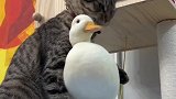 要不给好好吃在猫咖找份工作吧