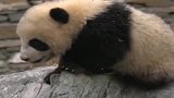 大熊猫：收旧熊，破熊，滚泥邋遢的熊。
