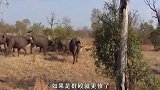 狮子VS水牛，吃素的和吃肉的孰强孰弱，摄影机拍下全过程