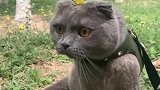 猫：妈妈你看我戴上小花好看不呀！