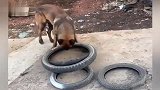 狗狗帮主人搬货开动脑筋，一次搬走四条轮胎网友沸腾快去上大学