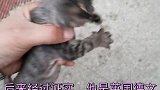 大家看看这只猫多大了