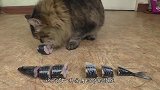 看到小鱼搁浅，猫咪竟然救了小鱼一命，估计很多人不敢相信