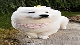 这个就是传说中的萨摩基吗？