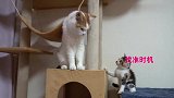 猫妈妈在线教育小奶猫，贪玩的小三花能否得逞