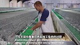 荷兰现代化肉兔养殖屠宰场，人工繁殖流水线切割收获兔肉！