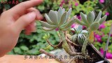 多肉养成“老桩”，4个方法能帮你，总有适合你的技巧