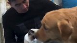 金毛豆豆不喜欢主人抱着猫咪，看它吃醋的反应可爱了，都忍住别笑
