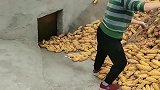 玉米从地窖运输,经过机械直接变成玉米粒,这就是劳动人民的智慧