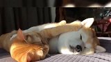 暖阳下搂着橘猫睡觉的柴犬，看着好安逸啊！