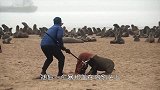 沙滩上海豹集体狂奔，男子却拿着网子在身后追逐，这是在干嘛？
